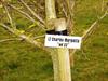  Close up of tree planted in Ireland.  This was done on private property for every firefighter lost on 9/11.